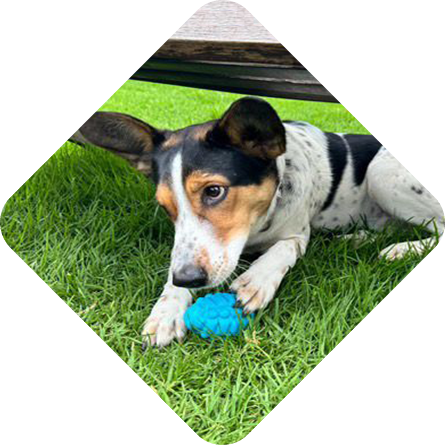 pelotas perro fabrica